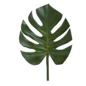 Split-Leaf Philodendron Medium Pack of 4