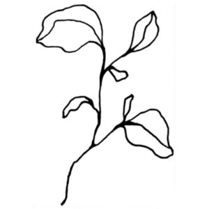 Floral Lines II Artwork