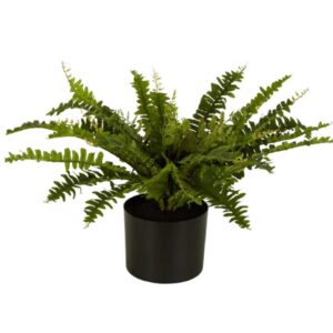 Boston Fern Medium