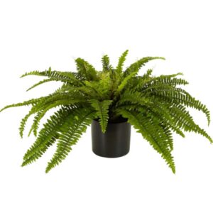 Boston Fern Large