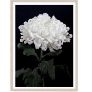 Chrysanthemum II Artwork Oak Frame
