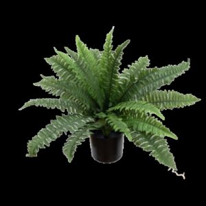 Boston Fern Small