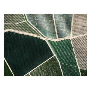 Field of Dreams Oak Box Frame Canvas Artwork