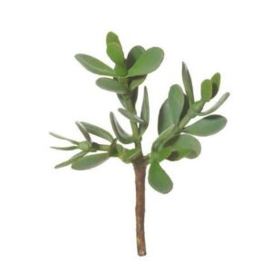 Jade Artificial Plant Green (Pack of 6)