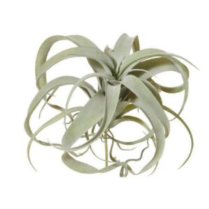 Tillandsia Artificial Plant Green