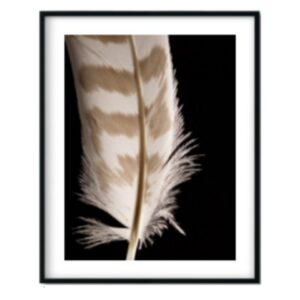 Lone Feather Artwork