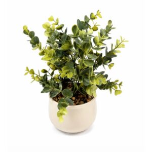 Dollar Gum Eucalyptus in Pot Green