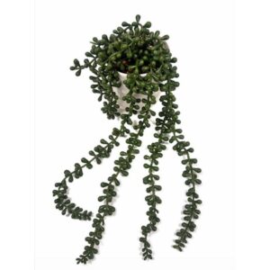 String of Pearls in Pot Green
