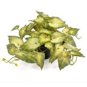 40cm Pothos Plant Green