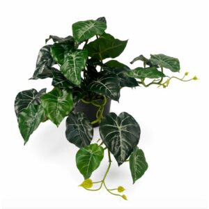 45cm Alocasia Plant Green