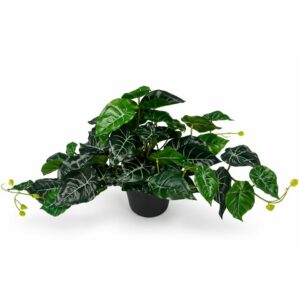 60cm Alocasia Plant Green