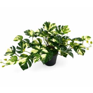 60cm Devils Ivy Pothos Plant Green