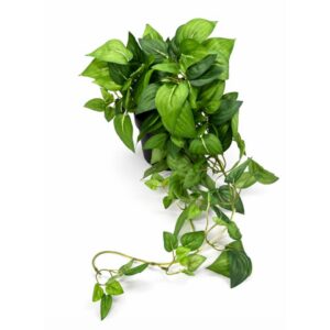 65cm Trailing Pothos Plant Green