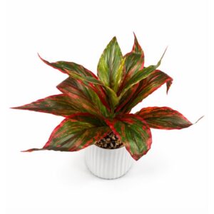Evergreen Plant with Pot Green