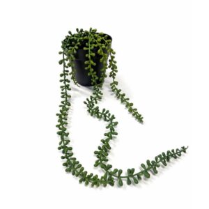 Outdoor String of Pearls Green