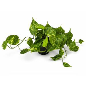 Trailing Pothos Plant