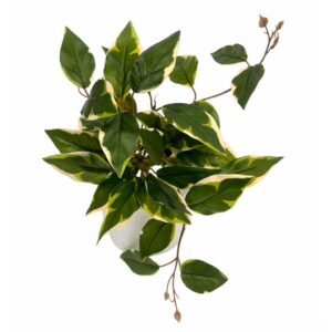 Two Tone Trailing Plant in Pot Green