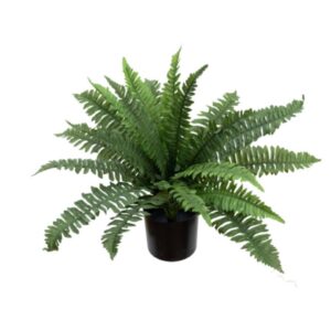 Boston Fern Small