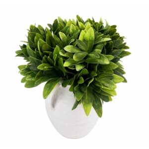 Green Boxwood 4 Pack No Vase Green